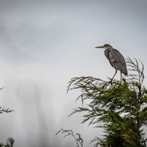 Redwell   04 03 2020   D500   Les 14.jpg